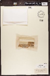 Calicium trabinellum image