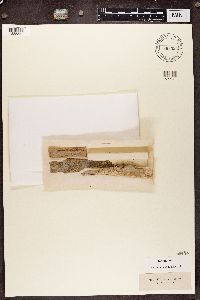 Chaenotheca trichialis image