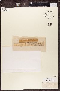 Chaenothecopsis pusilla image