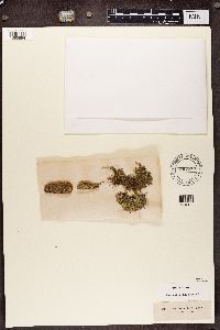 Chaenotheca furfuracea image