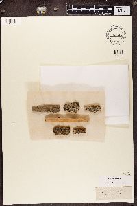 Sclerophora pallida image