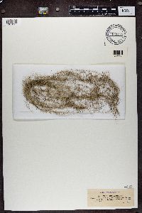 Usnea longissima image