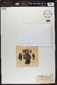 Gyalecta ulmi image