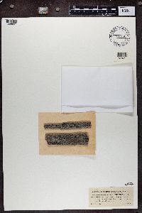 Lecidea turgidula image