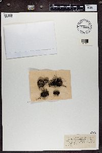 Cladonia acuminata image