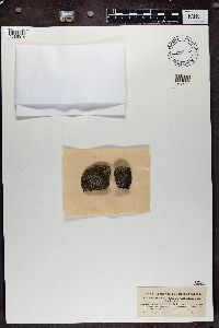 Protoparmeliopsis muralis image