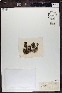 Hypotrachyna sinuosa image