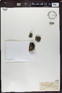 Physcia caesia image