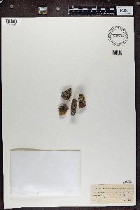 Physcia caesia image