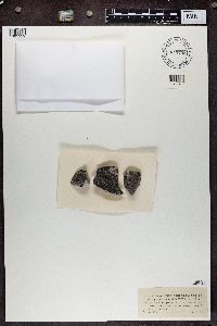 Petractis hypoleuca image