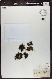 Lathagrium auriforme image