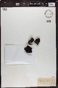 Vahliella leucophaea image