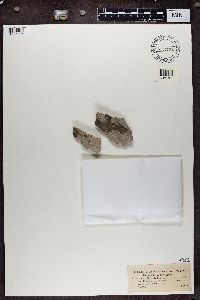 Thumbnail image of current specimen