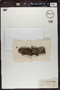 Lecanora cadubriae image