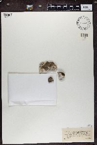 Bacidina inundata image