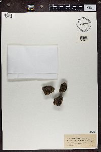 Lecanora dvorakii image