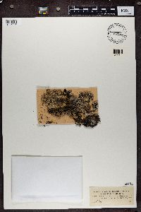 Punctelia borreri image