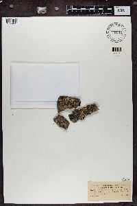 Hypotrachyna revoluta image