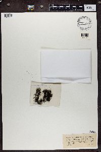 Polychidium muscicola image