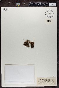 Nephroma expallidum image