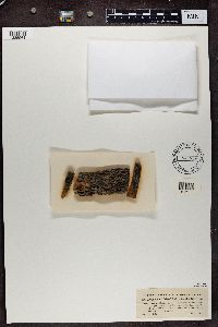 Bacidina inundata image