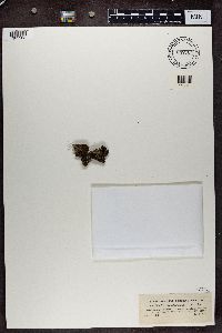 Cladonia acuminata image