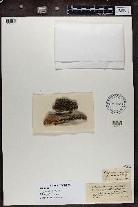 Strangospora pinicola image