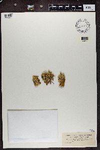 Flavocetraria nivalis image