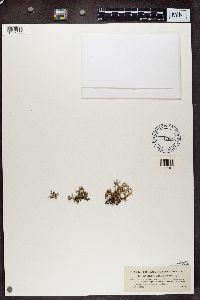 Evernia mesomorpha image