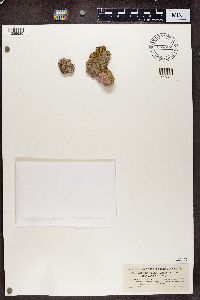 Media resource of Candelariella granulata