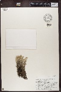 Cladonia rangiferina image