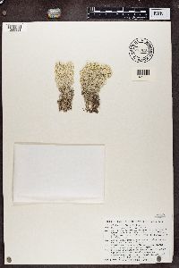 Cladonia stellaris image