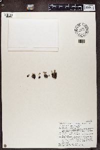 Cladonia botrytes image