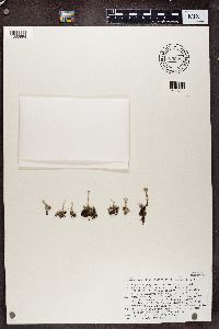 Cladonia grayi image