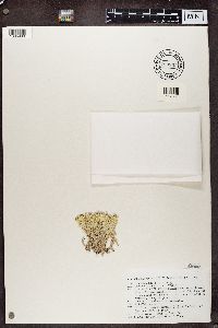 Cladonia uncialis image