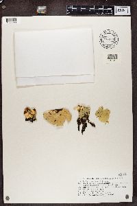 Nephroma arcticum image