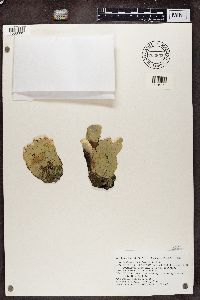 Peltigera aphthosa image