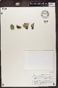 Peltigera malacea image