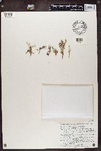 Stereocaulon paschale image