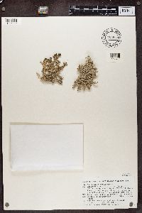 Stereocaulon tomentosum image