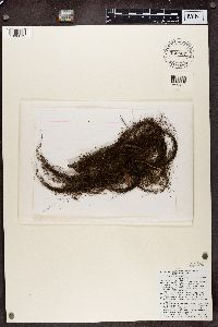 Bryoria fremontii image