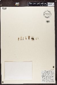 Cladonia coccifera image