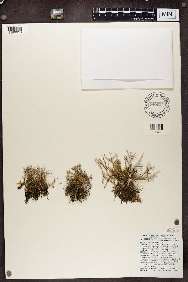 Cladonia furcata subsp. furcata image