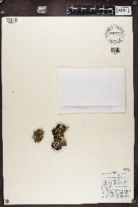 Cladonia pyxidata image