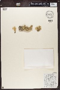 Evernia prunastri image