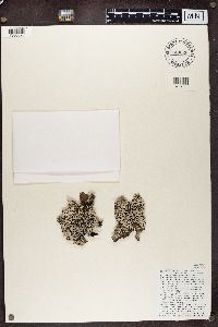 Hypogymnia physodes image