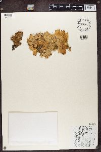 Lobaria pulmonaria image