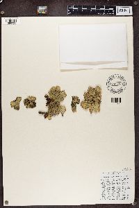 Lobaria scrobiculata image