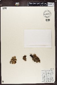 Nephroma bellum image