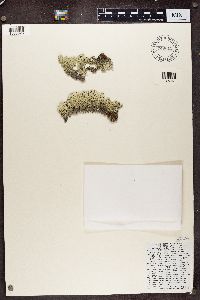 Arctoparmelia centrifuga image